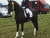 dressage horse Darjeeling Black A (Hanoverian, 2014, from Don Index)