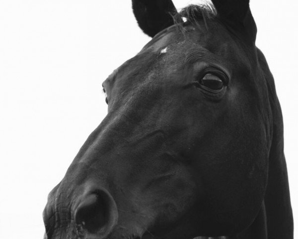 broodmare Angelique (Hanoverian, 1995, from Amerigo Vespucci xx)