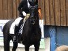 dressage horse Liverpool 59 (Hanoverian, 2016, from Livaldon)