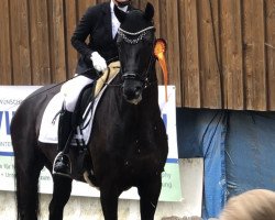 dressage horse Liverpool 59 (Hanoverian, 2016, from Livaldon)