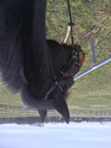 dressage horse Eskada TH (Oldenburg, 2011, from Belstaff)