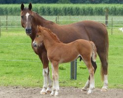 Zuchtstute Hesselteich's Many Colours (Westfale, 2001, von Sunrise Moonlight)