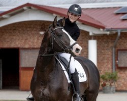 stallion Greenwich Park (Trakehner, 2012, from Saint Cyr)