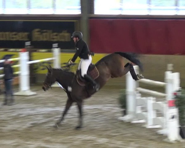 Reitturnier Köln-Leverkusen 2017