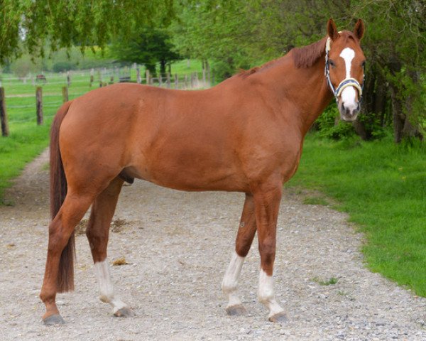 dressage horse Bailey 71 (Hanoverian, 2010, from Benidetto)