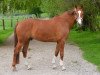 dressage horse Bailey 71 (Hanoverian, 2010, from Benidetto)