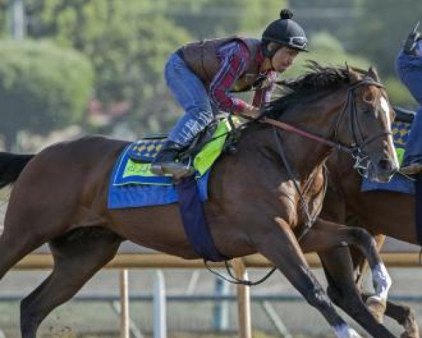 stallion St. Patricks Day xx (Thoroughbred, 2015, from Pioneerof The Nile xx)