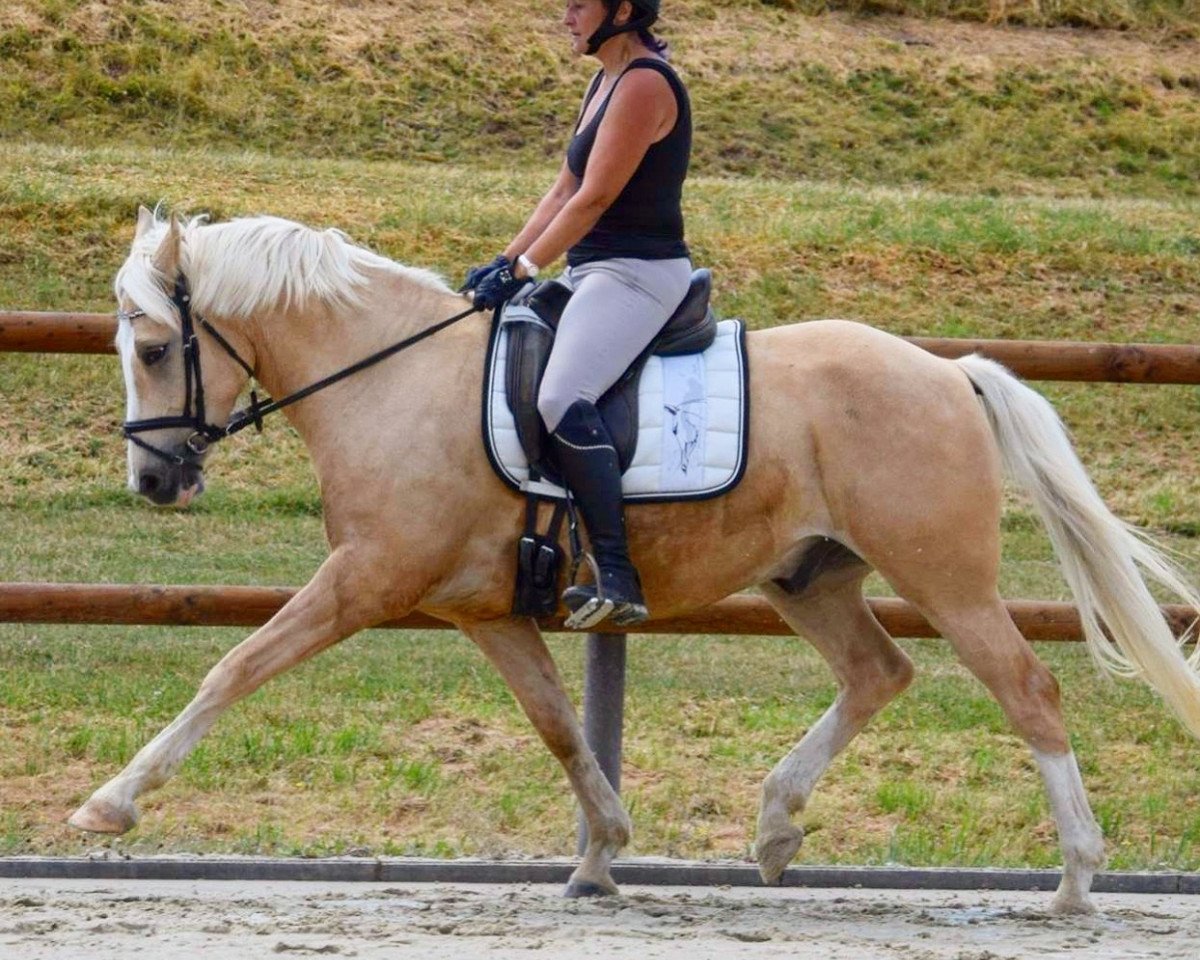 dressage horse Honey Dew Drop (Belgian Riding Pony, 2013, from Djbouti YS)