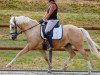 dressage horse Honey Dew Drop (Belgian Riding Pony, 2013, from Djbouti YS)