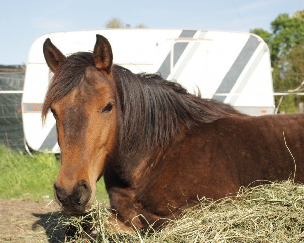 Springpferd Olyna (Kleines deutsches Reitpferd, 2012, von Van Goghs Varouche)