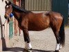 dressage horse En Vogue (Oldenburg, 2015, from Escolar)