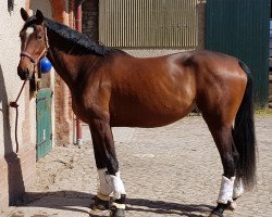 dressage horse En Vogue (Oldenburg, 2015, from Escolar)