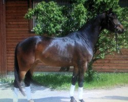 broodmare Rubina Crystal (Rhinelander, 2006, from Rubin Royal OLD)