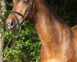 Pferd Valenzo (Nederlands Rijpaarden en Pony, 1999, von Vitano)