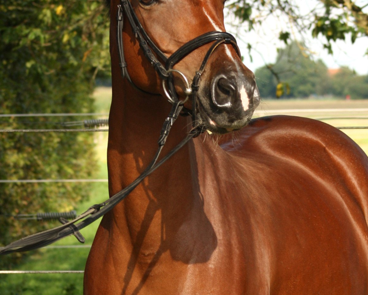 dressage horse Mastro's Joel (German Riding Pony, 2008, from Blokland's Hoeve's Mr. Silvano)