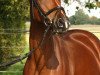 Dressurpferd Mastro's Joel (Deutsches Reitpony, 2008, von Blokland's Hoeve's Mr. Silvano)