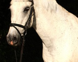 dressage horse Timmy 118 (Brandenburg, 2000, from Tribun S)