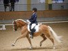 dressage horse Sternfänger (Haflinger, 2010, from Sterntaenzer)