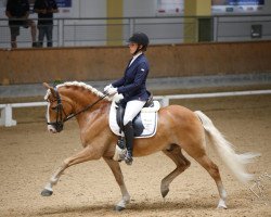 dressage horse Sternfänger (Haflinger, 2010, from Sterntaenzer)