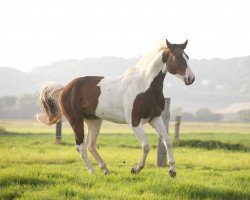 Springpferd Luna's Indigo Diamond (Kleines deutsches Reitpferd, 2013, von Taffy's Black Diamond)