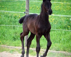 broodmare Destana Royal (Westphalian, 2018, from Destano)