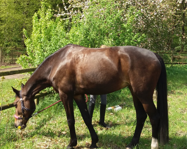 Springpferd Be Happy 34 (Oldenburger Springpferd, 2005, von Balou du Rouet)