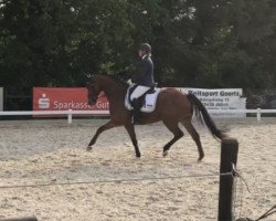 dressage horse Feanor 10 (Hanoverian, 2012, from Floratio)