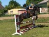 dressage horse Hannibal 28 (German Riding Pony, 2010, from Halifax)