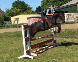 dressage horse Hannibal 28 (German Riding Pony, 2010, from Halifax)