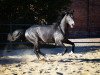 jumper Levandro Z (Zangersheide riding horse, 2013, from Levisto Z)