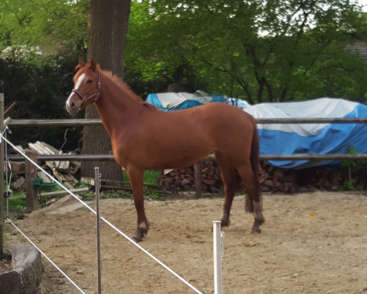 Zuchtstute Maxima (Deutsches Reitpony, 2012, von Classic Dancer I)