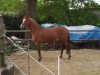 Zuchtstute Maxima (Deutsches Reitpony, 2012, von Classic Dancer I)