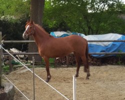 broodmare Maxima (German Riding Pony, 2012, from Classic Dancer I)