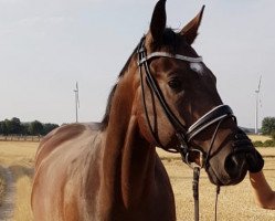 dressage horse Sianto de Colonia (Rhinelander, 2010, from Sir Donnerhall I)