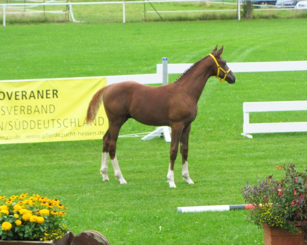 dressage horse Barbados (Hanoverian, 2016, from Benetton Dream FRH 1301)