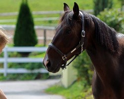 dressage horse Don Sadino (Holsteiner, 2008, from de Chirico)