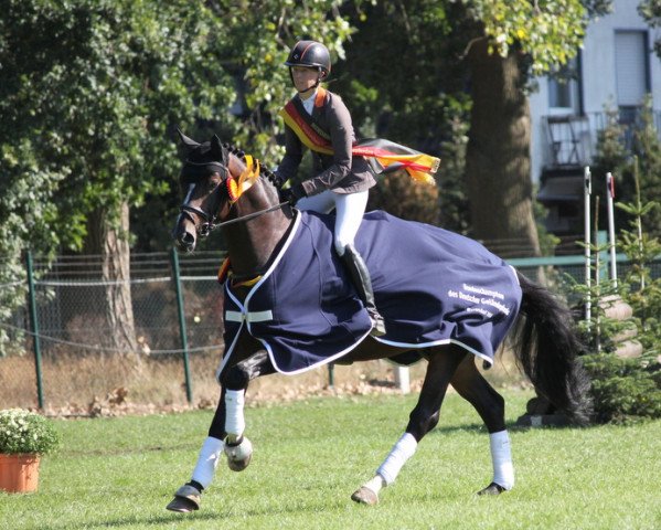 stallion Gentleman FRH (Hanoverian, 2012, from Grey Top)