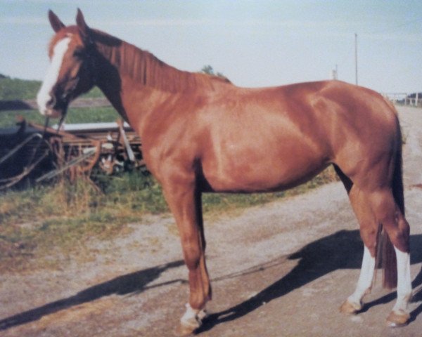 broodmare Zora (Württemberger, 1987, from Zeus)