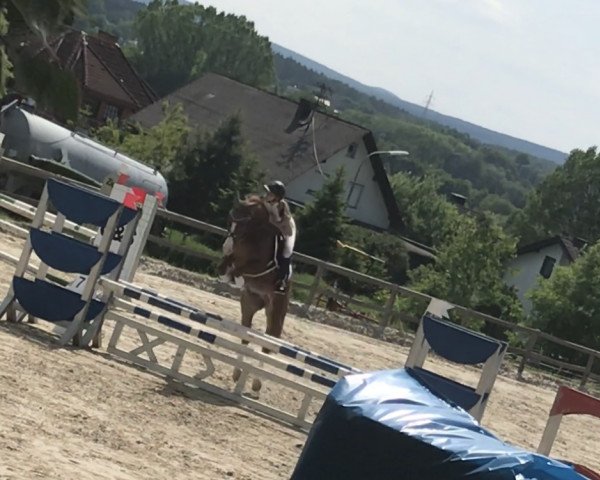 jumper Camicaze Mancou (Welsh-Cob (Sek. C), 2014, from Goodluck Cloud)