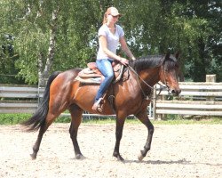 Pferd Jess (Irish Sport Horse, 2011)