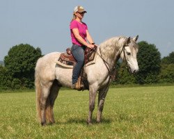 horse Shanballa (Connemara Pony, 2013, from Kenagh King)