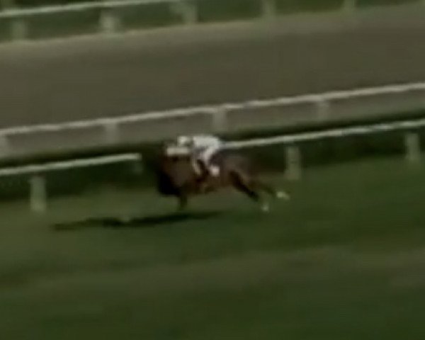horse Efisio xx (Thoroughbred, 1982, from Formidable xx)