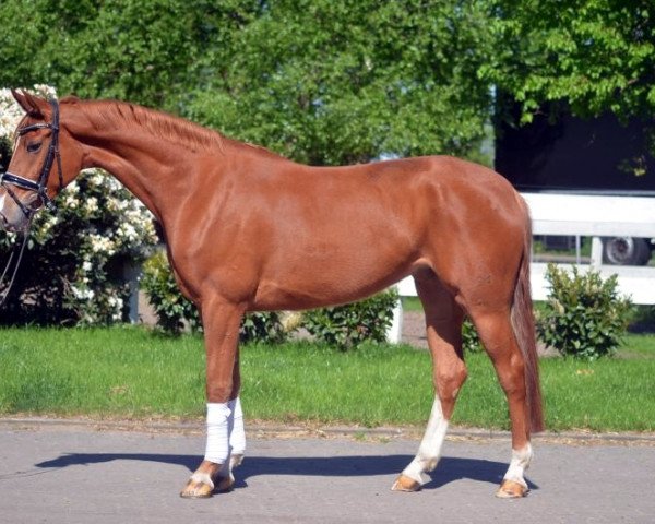 dressage horse Stute von Fiedertanz (Hanoverian, 2014, from Fidertanz)