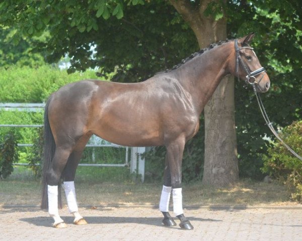 dressage horse Stute von Bordeaux (Hanoverian, 2014, from Bordeaux 28)