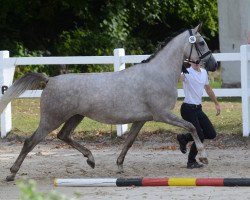 broodmare Santa Arabica (Trakehner, 2015, from Dschehim ox)