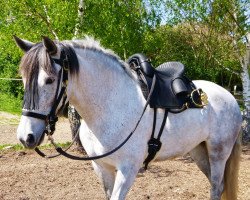 broodmare Yala JCL (Pura Raza Espanola (PRE), 2013, from Utrerano XI)