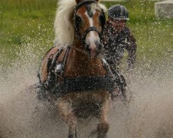 Pferd Neo 13 (Haflinger, 2004, von Nordtirol)