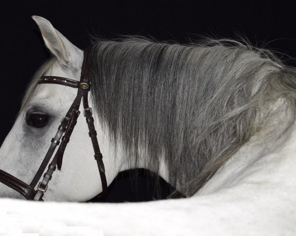 jumper Miss Manou (German Riding Pony, 2000, from Mozart)