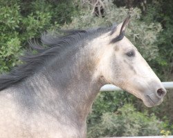 Pferd Armajo (Lusitano, 2015)