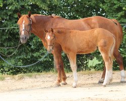 broodmare Ravenna (Freiberger, 2018, from Lamaro)